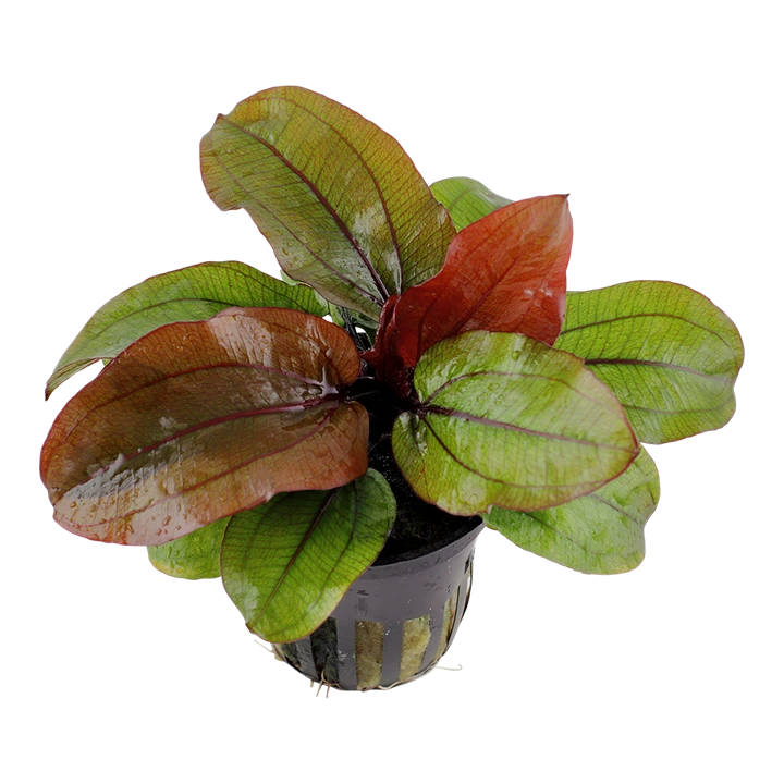 Tropica Akvarieplante i potte Echinodorus Reni